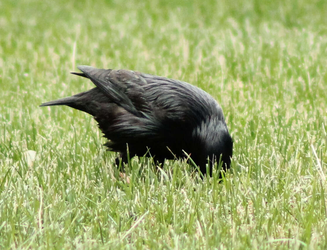 Image of Spotless Starling