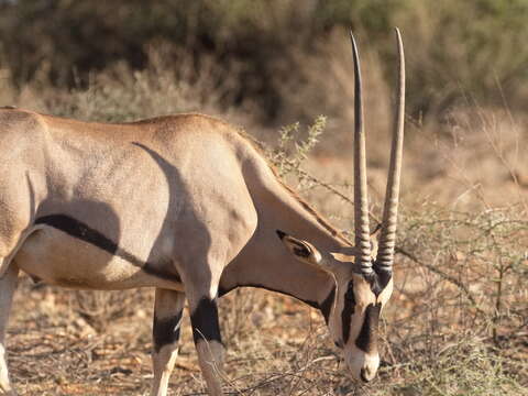 Image of Common Beisa Oryx