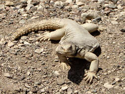 Uromastyx aegyptia (Forskal 1775)的圖片