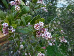 Image of Kearney's sumac