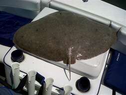 Image of Smooth Butterfly Ray