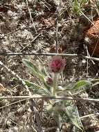 Ptilotus helipteroides (F. Müll.) F. Müll.的圖片