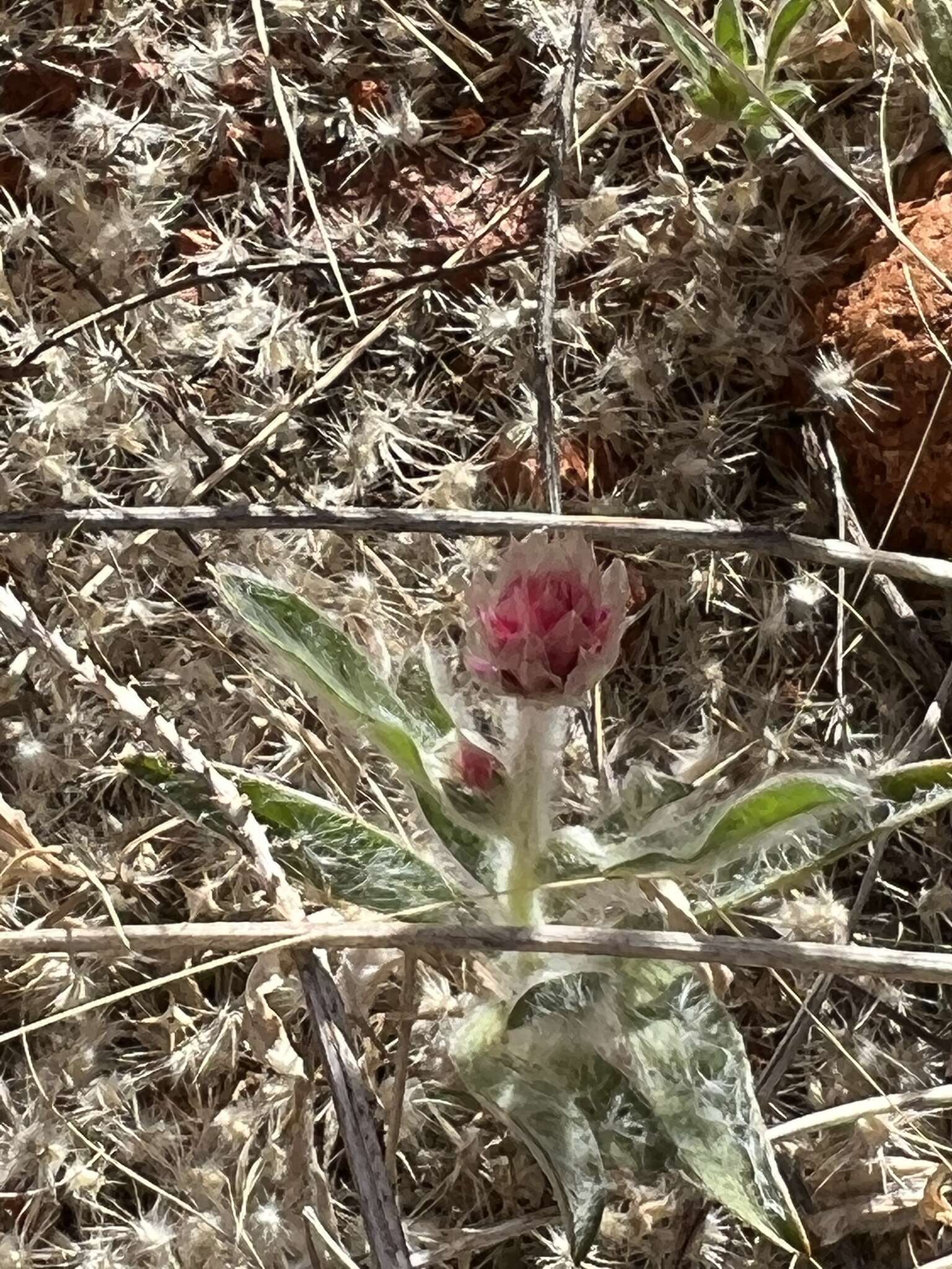 Ptilotus helipteroides (F. Müll.) F. Müll.的圖片