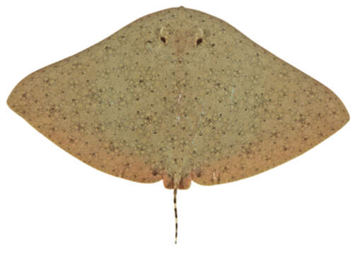 Image of Australian Butterfly Ray