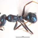 Imagem de Iridomyrmex coeruleus