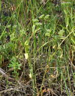 Image of Italian cornsalad