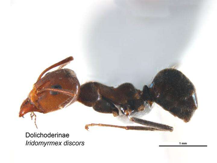 Plancia ëd Iridomyrmex discors Forel 1902