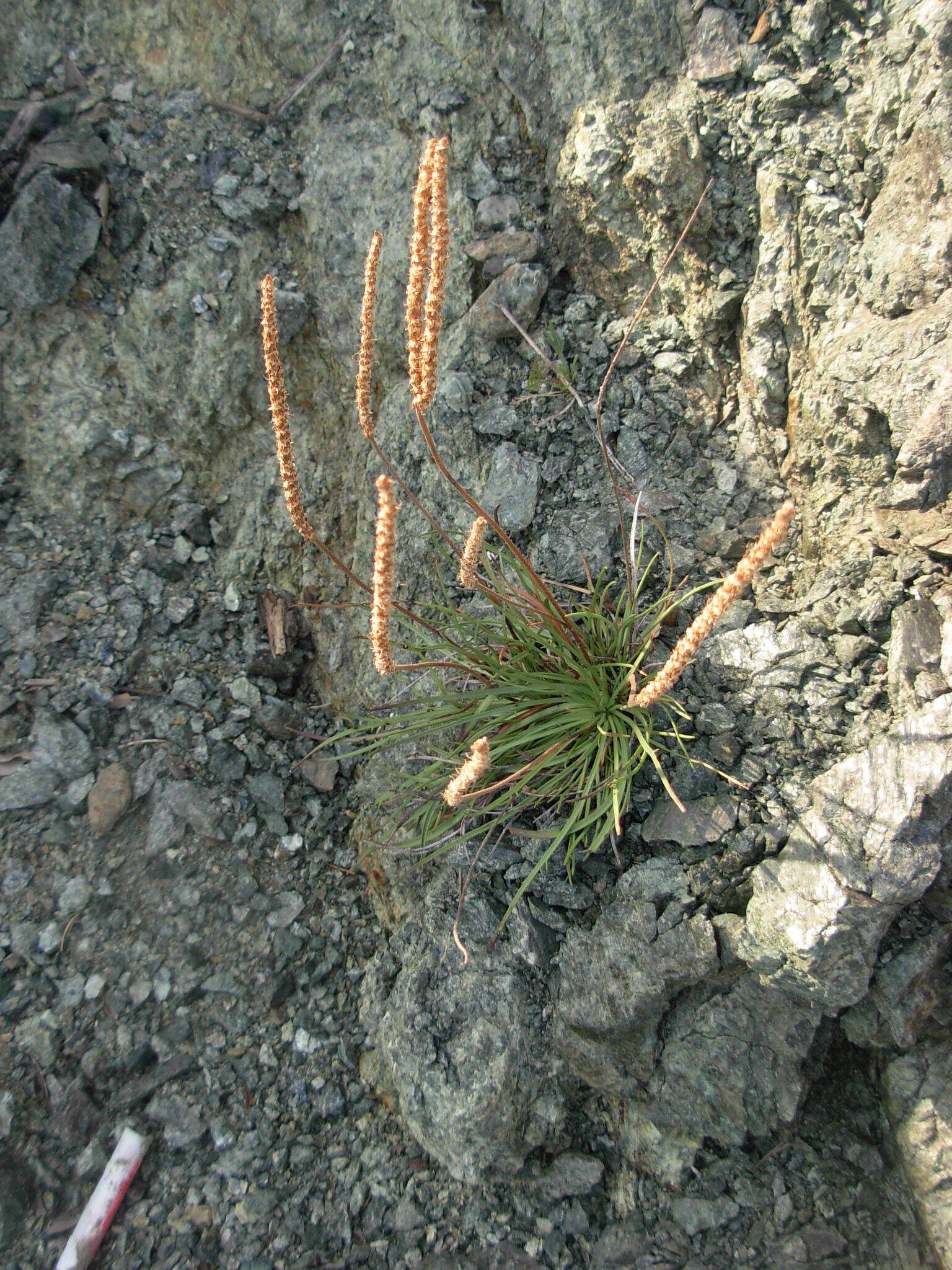 Image of Plantago maritima subsp. serpentina (All.) Arcangeli
