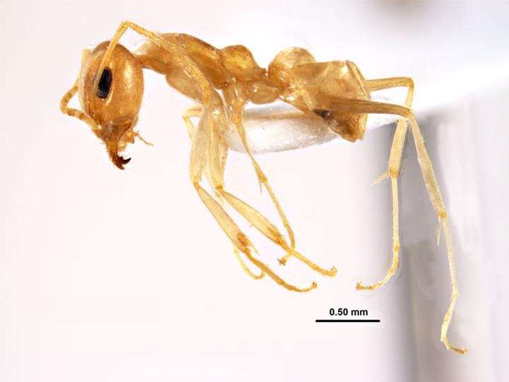 Image of Iridomyrmex exsanguis Forel 1907