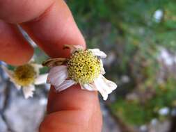 Sivun Achillea oxyloba subsp. oxyloba kuva