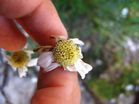 Image of Achillea oxyloba subsp. oxyloba