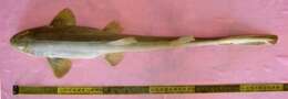 Image of Arabian Carpetshark