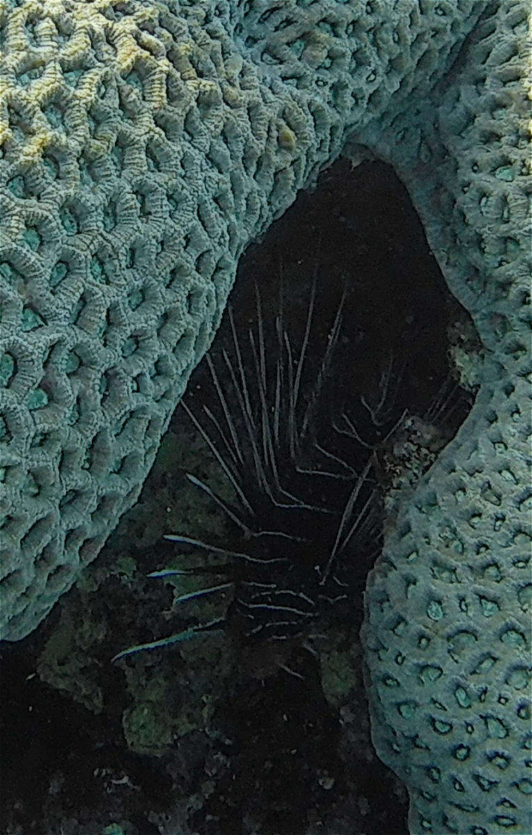 Image of Pterois cincta Rüppell 1838