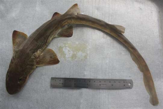 Image of Catshark