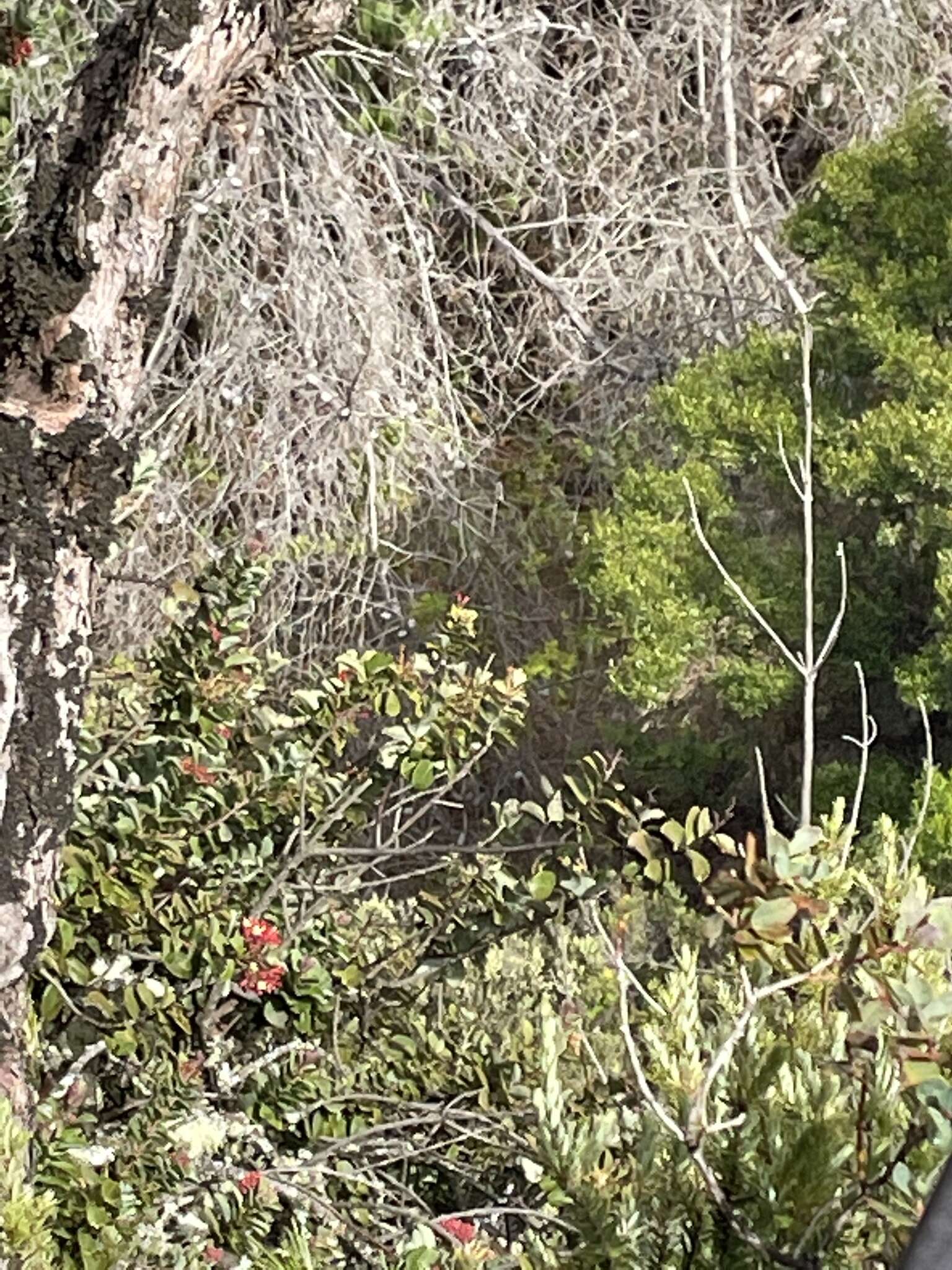 Image of <i>Santalum <i>haleakalae</i></i> var. haleakalae