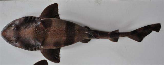 Image of Indian Swellshark