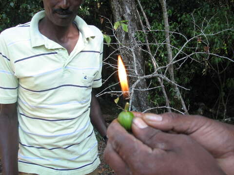 Image of Garcinia travancorica Bedd.