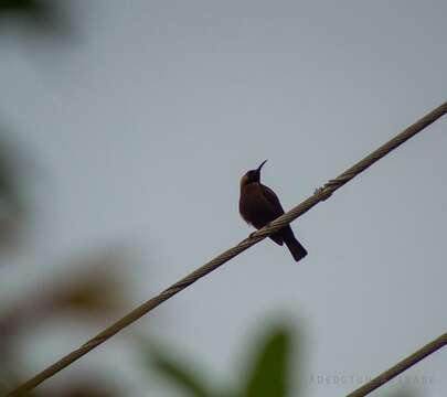 Image of Carmelite Sunbird