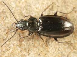 Plancia ëd Bembidion (Philochthus) aeneum Germar 1824