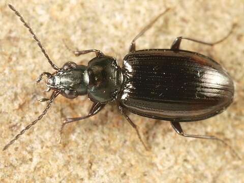 Image of Bembidion (Philochthus) aeneum Germar 1824