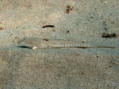 Image of Sailfin Dragonet