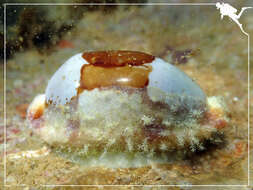 Image of stolid cowrie