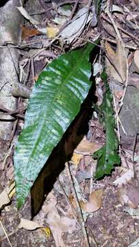 Image of Leptochilus hemionitideus (C. Presl) Noot.