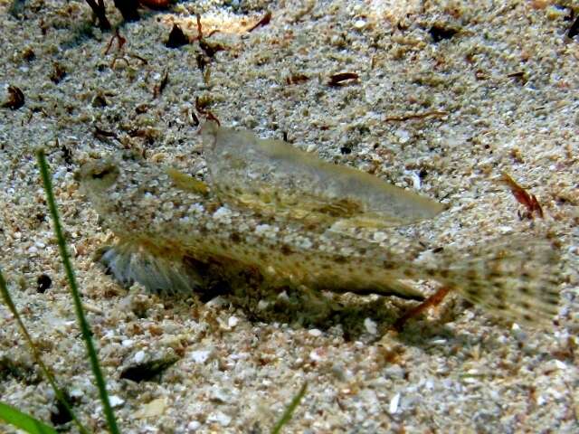 Image of Risso’s Dragonet