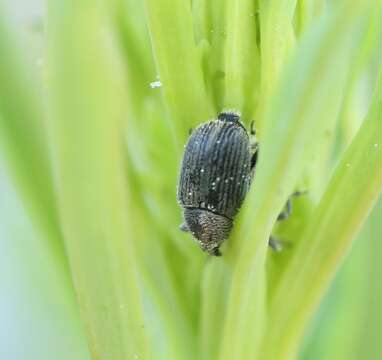 Image of Weevil