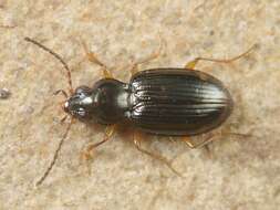 Bembidion (Diplocampa) assimile Gyllenhal 1810的圖片