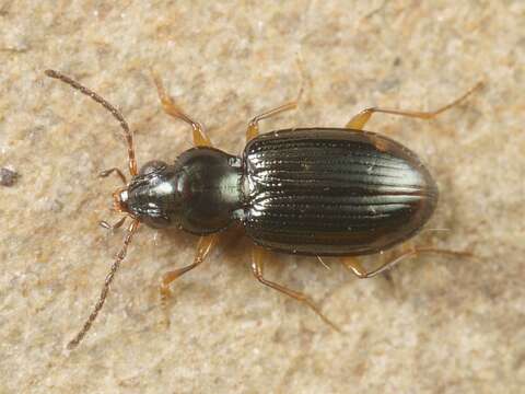 صورة Bembidion (Diplocampa) assimile Gyllenhal 1810