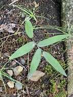 Image of Polygonatum biflorum var. biflorum