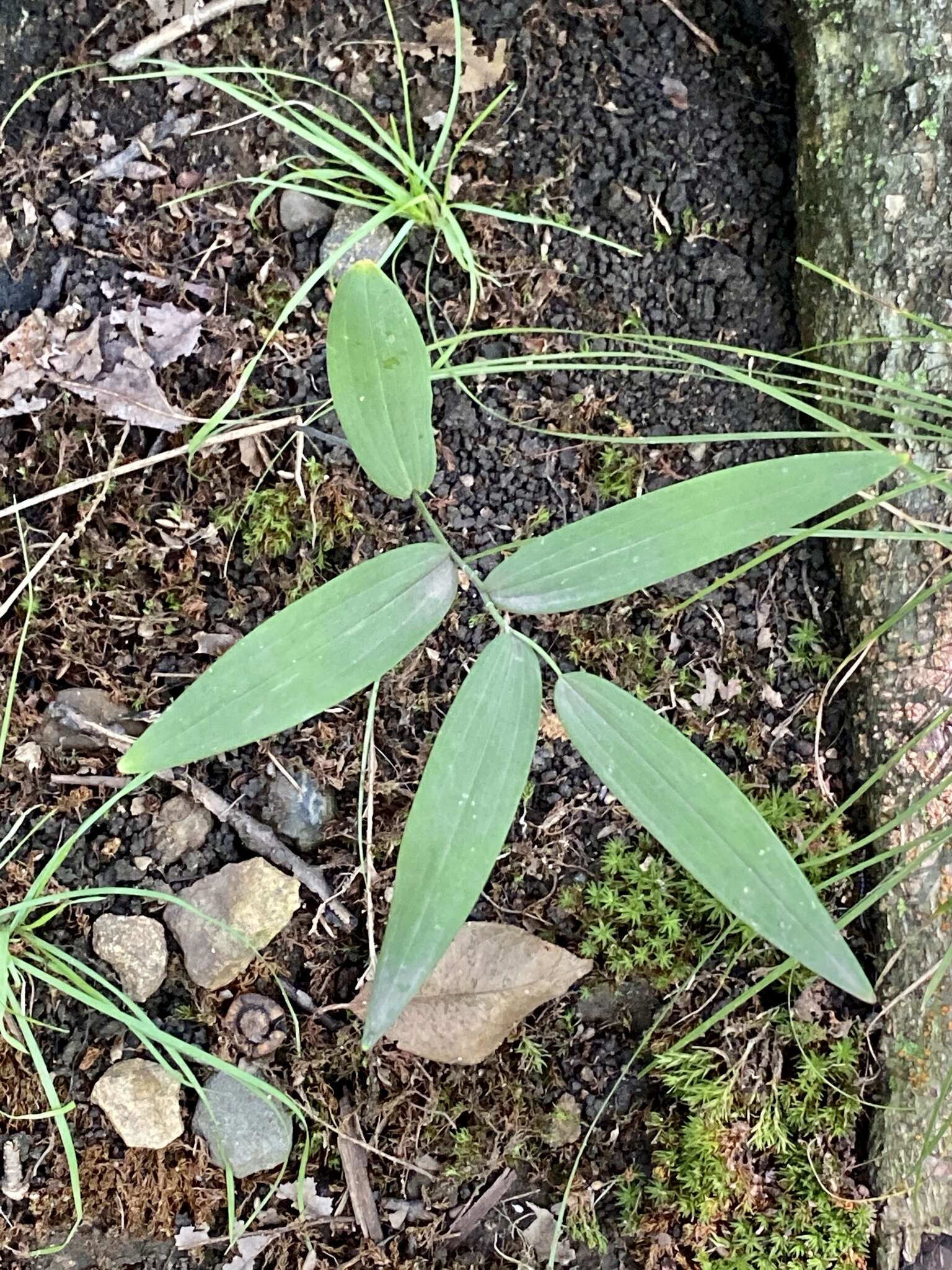 Image of Polygonatum biflorum var. biflorum