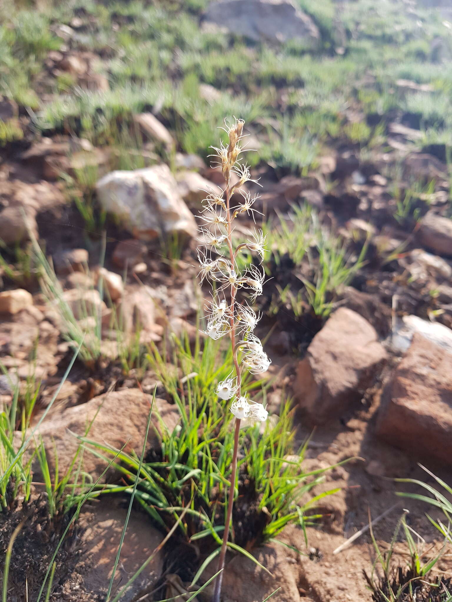 Image of Tassel orchid