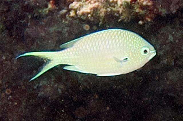 Image of Black-axil chromis