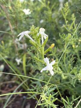 Plancia ëd Chascanum pinnatifidum (L. fil.) E. Mey.