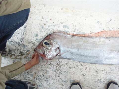 Image of Deal fish