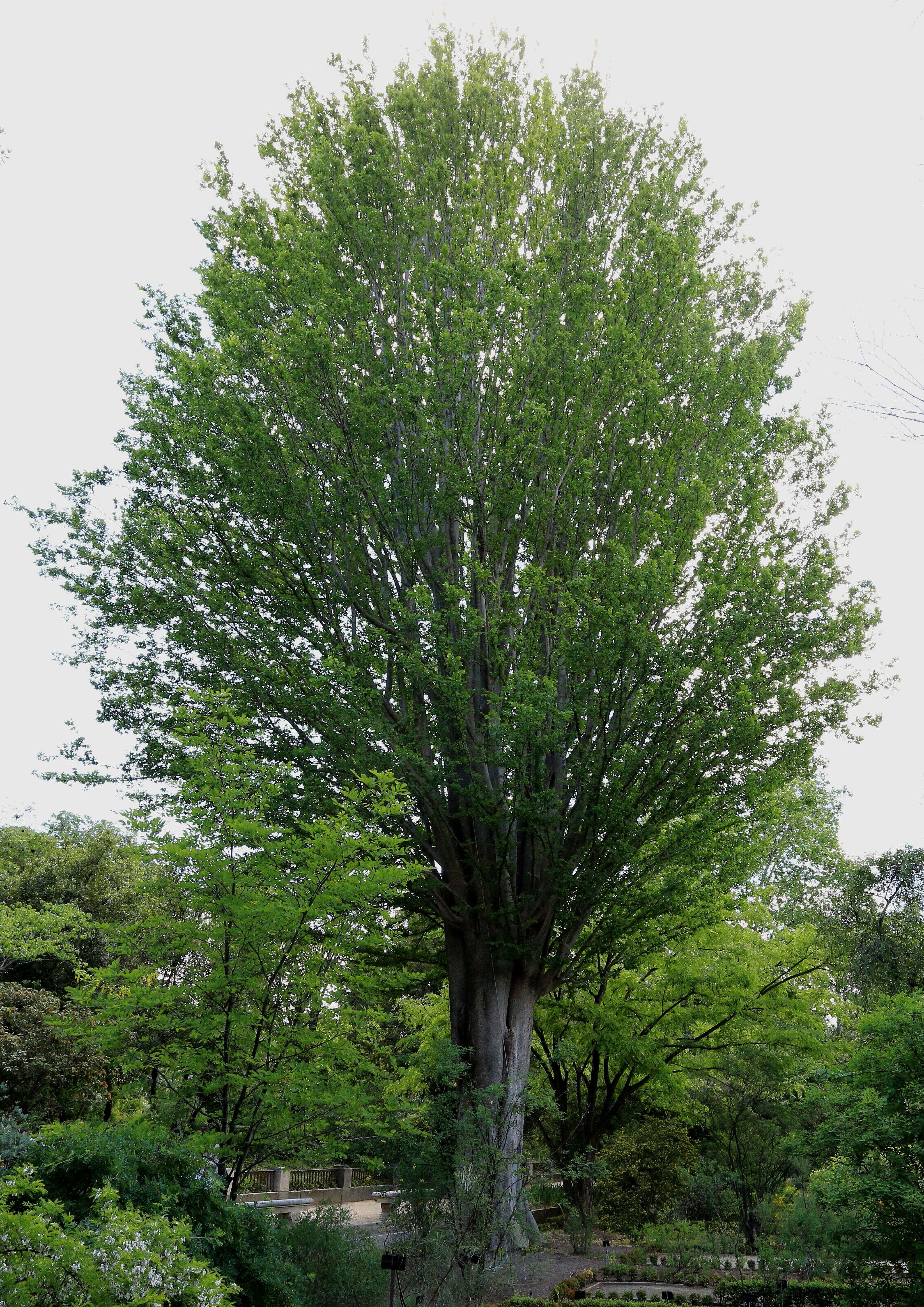 Image de Zelkova carpinifolia (Pall.) C. Koch