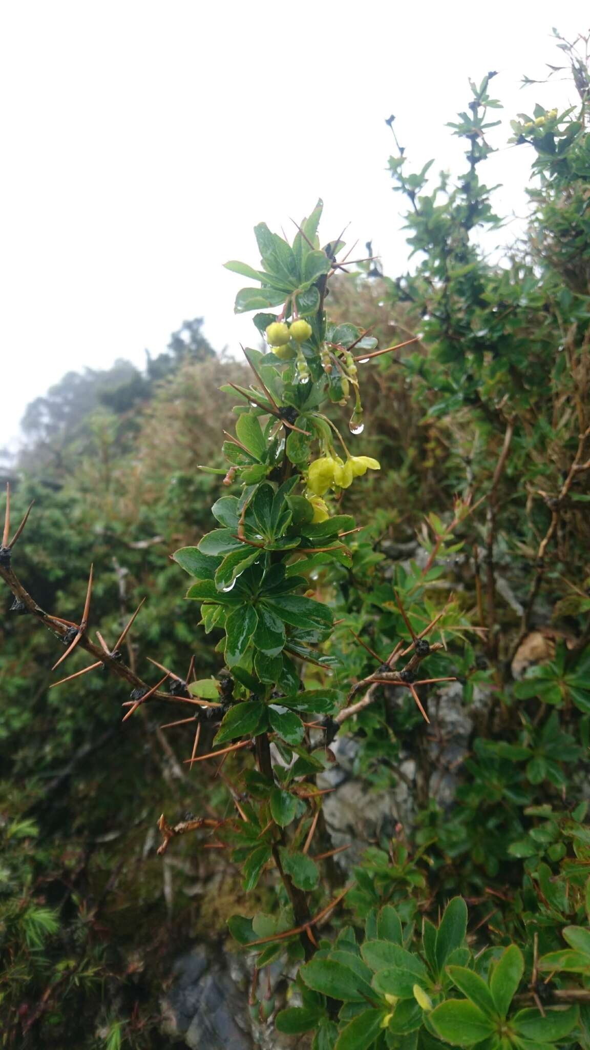 Image de Berberis morrisonensis Hayata