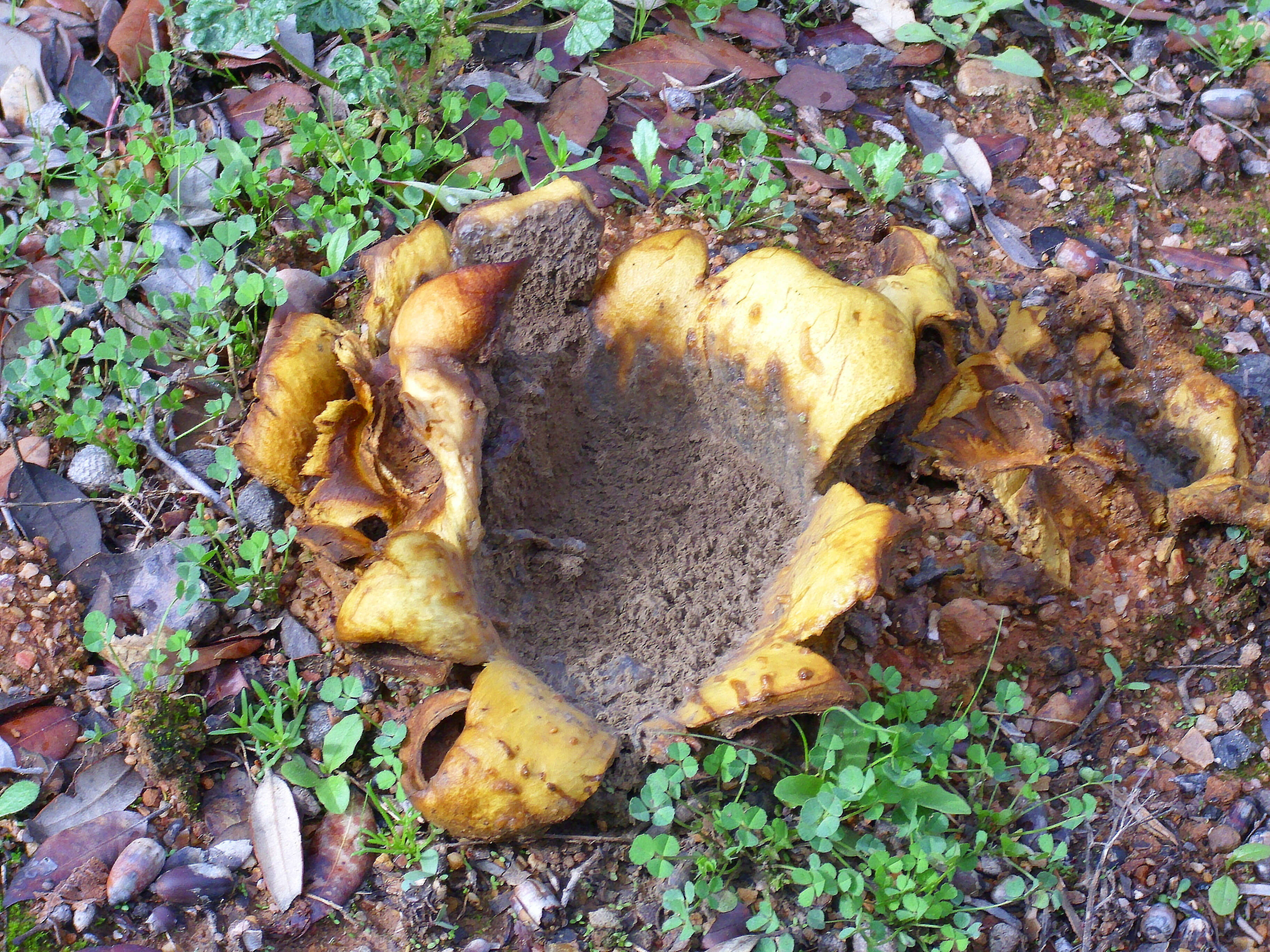 Image of Collared Earthstar