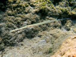 Image of Bluespotted cornetfish