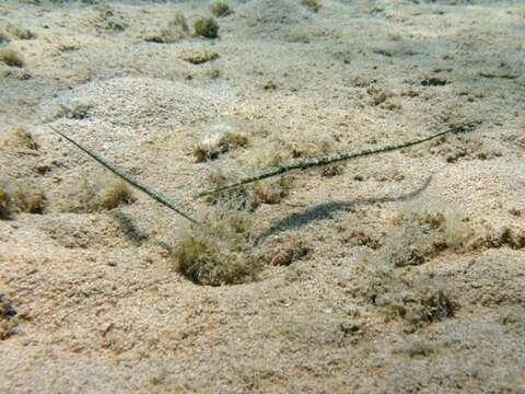 Image of Bluespotted cornetfish