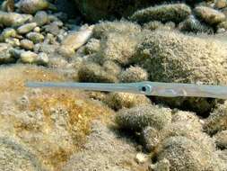 Image of Bluespotted cornetfish