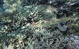 Image of Bluespotted cornetfish