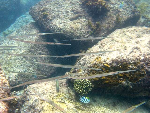 Image of Bluespotted cornetfish