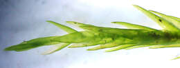 Image of fontinalis moss