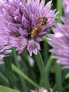 Image of Nomada imbricata Smith 1854