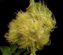 Image of Mossy Rose Gall Wasp