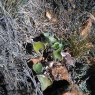 Plancia ëd Dichondra sericea Sw.