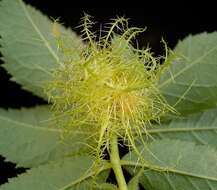 Image of Mossy Rose Gall Wasp